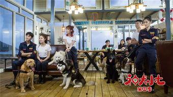神犬小7花絮,幕后趣事揭秘，萌犬花絮大盘点